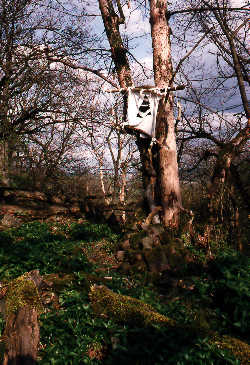 gesehen auf der Mettermich bei Mitgenfeld / Rh&ouml;n